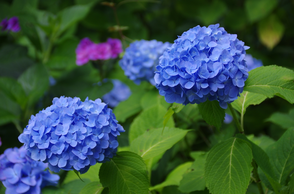 長谷寺ブルー