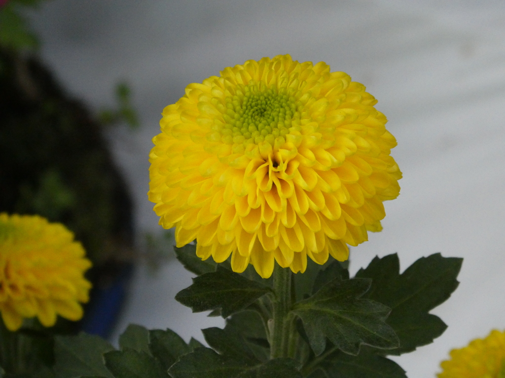 ポンポン菊