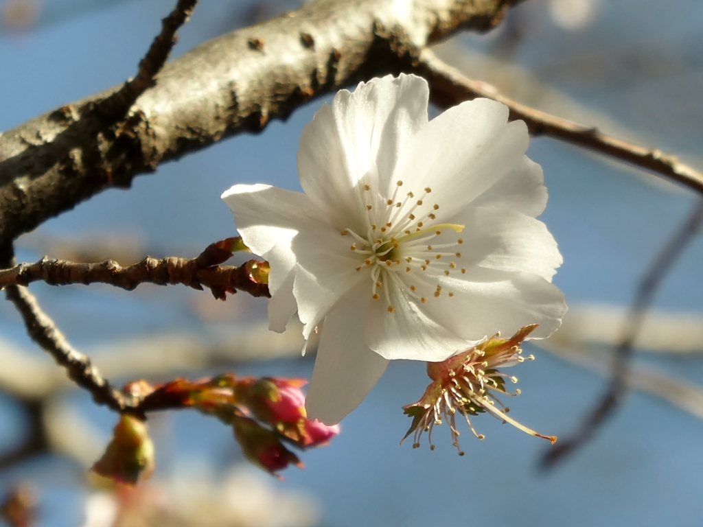 年の瀬に咲く桜