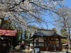 春の大和田氷川神社