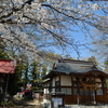 春の大和田氷川神社