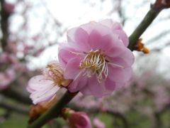 御所紅 その2