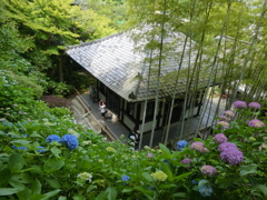 長谷寺経蔵と紫陽花たち