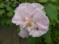 延命院の芙蓉の花（１）