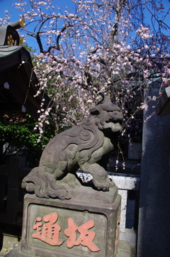 牛天神北野神社の狛犬(阿形)