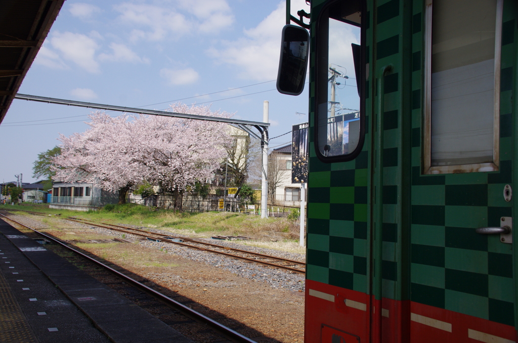 ディーゼルカーの花見