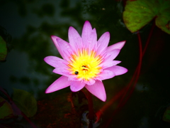 行田八幡神社の睡蓮(ピンク)