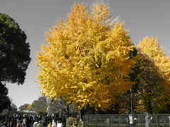 黄色の世界(１)