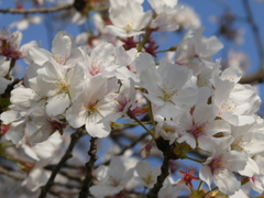 「存在感たっぷり」の花