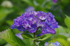 まだらの紫陽花