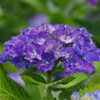 まだらの紫陽花