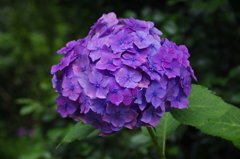太平山の紫陽花(4)