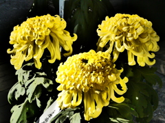 厚物菊(黄色)