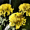 厚物菊(黄色)