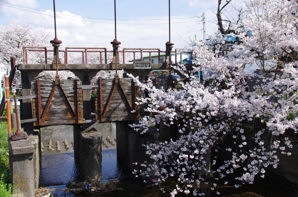 田谷堰と桜
