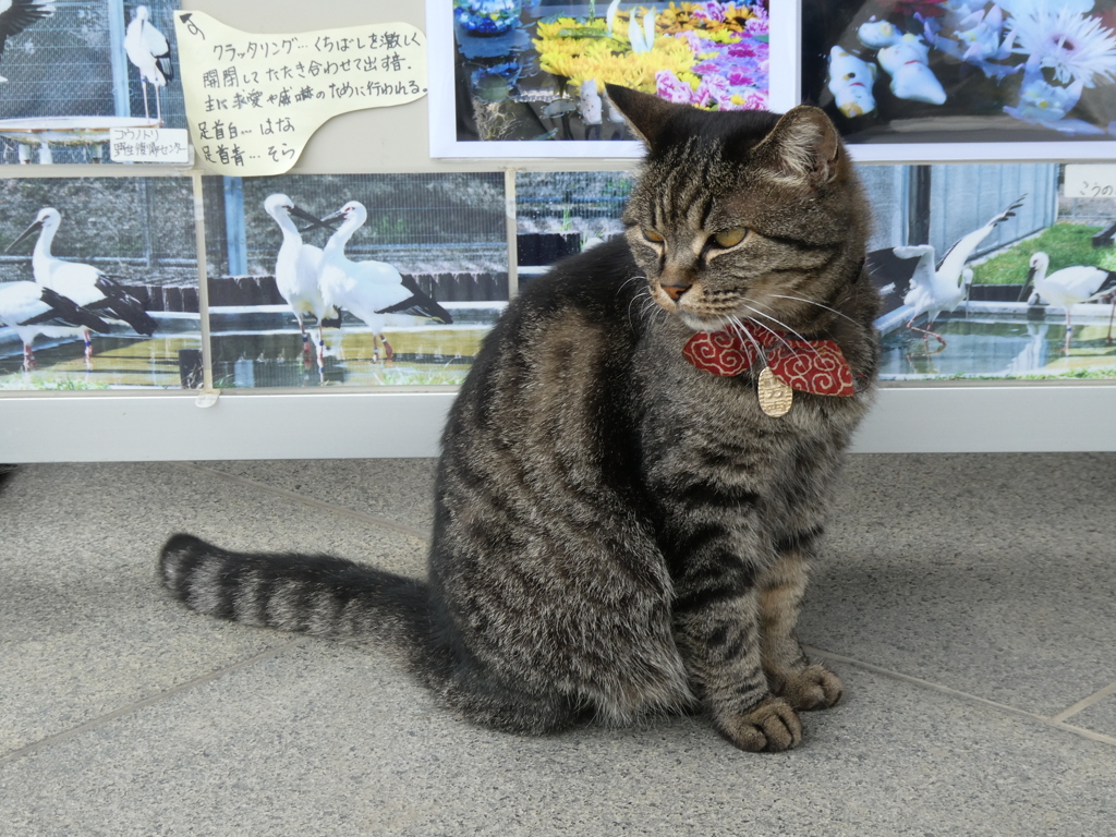 前玉神社の猫「きなこＤＸ」その２