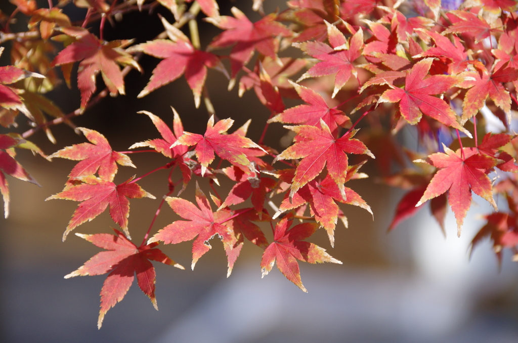 イロハモミジの紅葉(1)