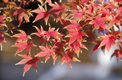 イロハモミジの紅葉(1)