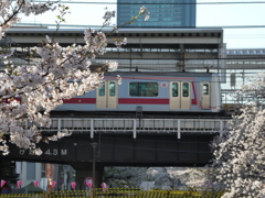 中目黒駅桜寸景(２)