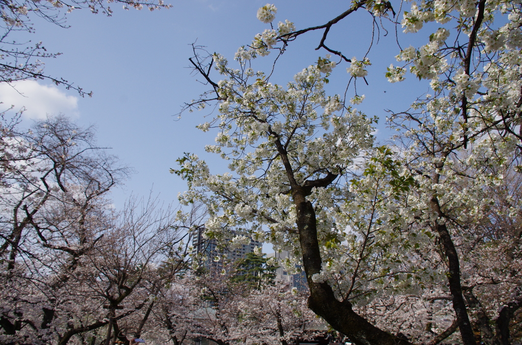 令和７年 靖国神社の桜(１１)