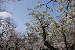 令和７年 靖国神社の桜(１１)
