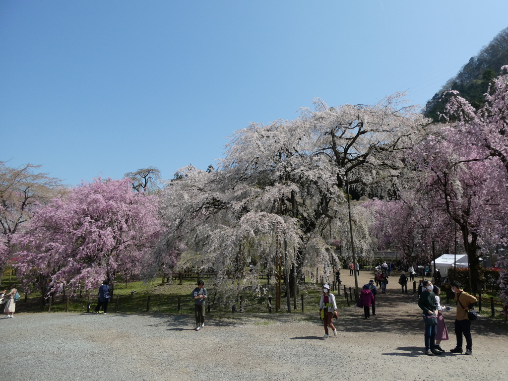 桜咲く清雲寺