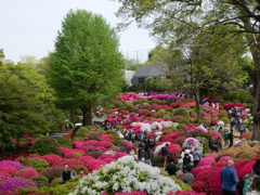 根津神社のつつじ(3)