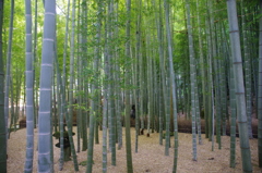 令和７年報国寺の竹林