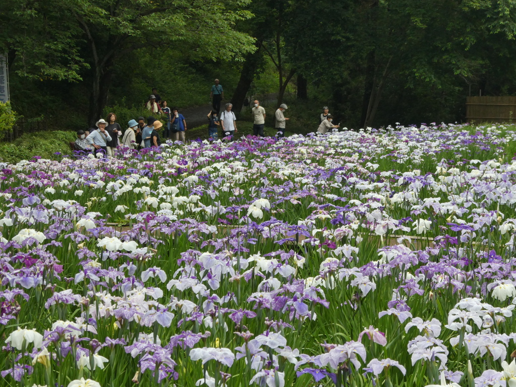 智光山公園の花菖蒲(7)