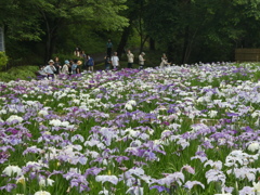 智光山公園の花菖蒲(7)