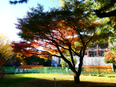 影絵のような紅葉