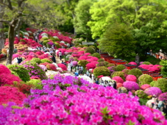 根津神社のつつじ(5)
