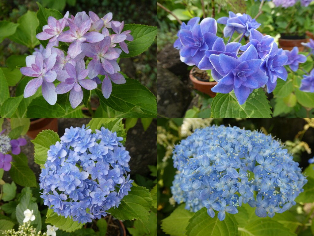 長谷寺の紫陽花(1)