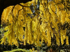 黄金色のカーテン