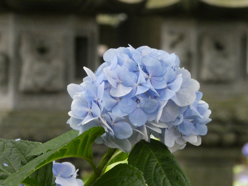 灯篭と紫陽花(1)
