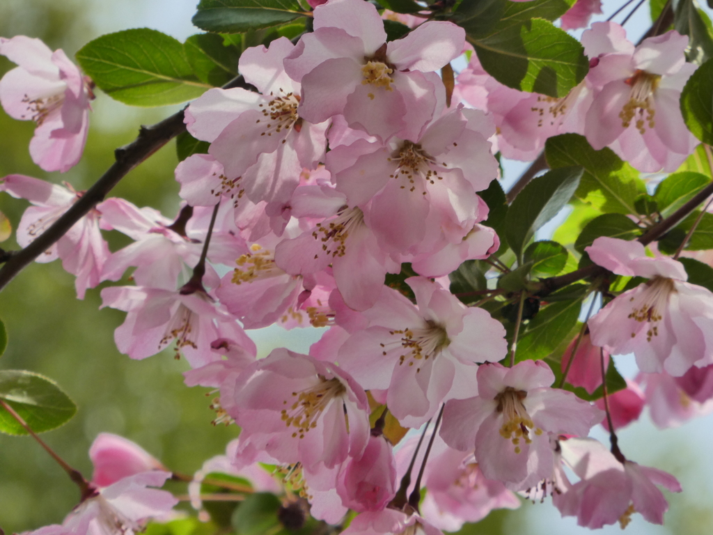 ハナカイドウの花