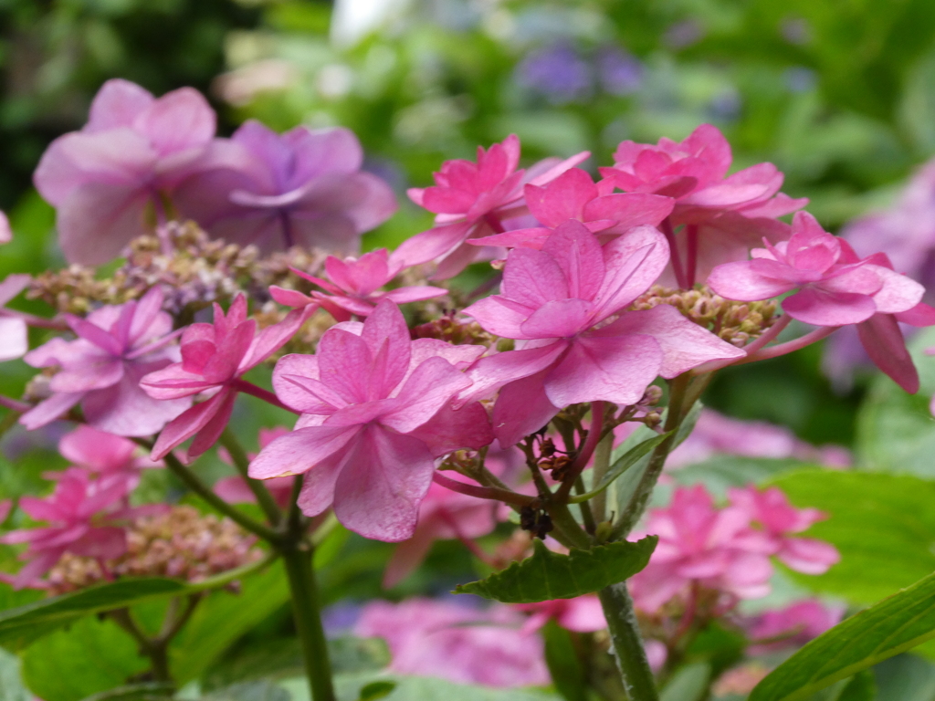 長谷寺の紫陽花(8)
