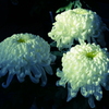 厚物菊(白)