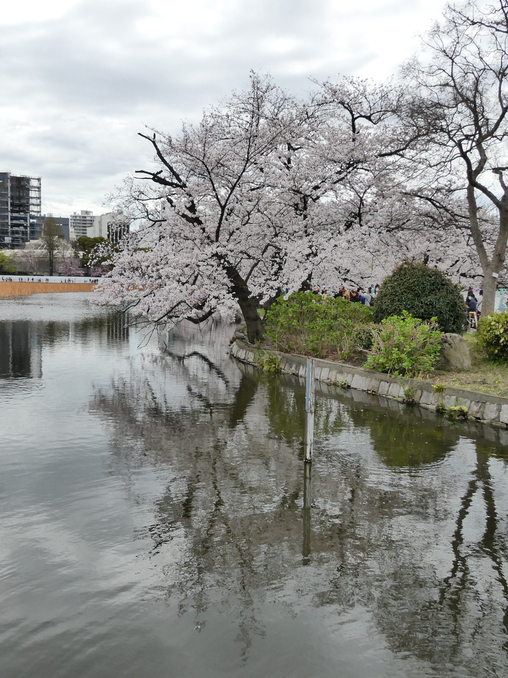 鏡に映った桜