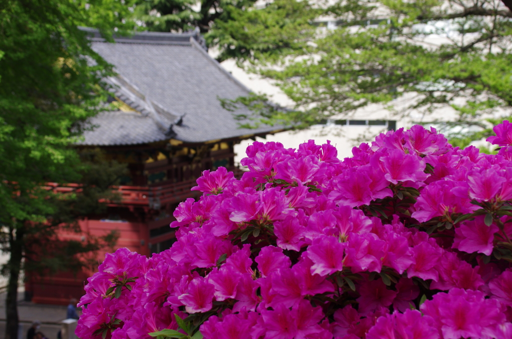 根津神社楼門とつつじ