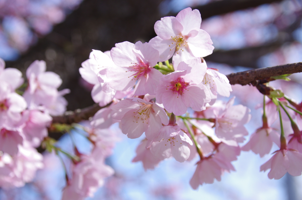 三浦海岸の河津桜(3)