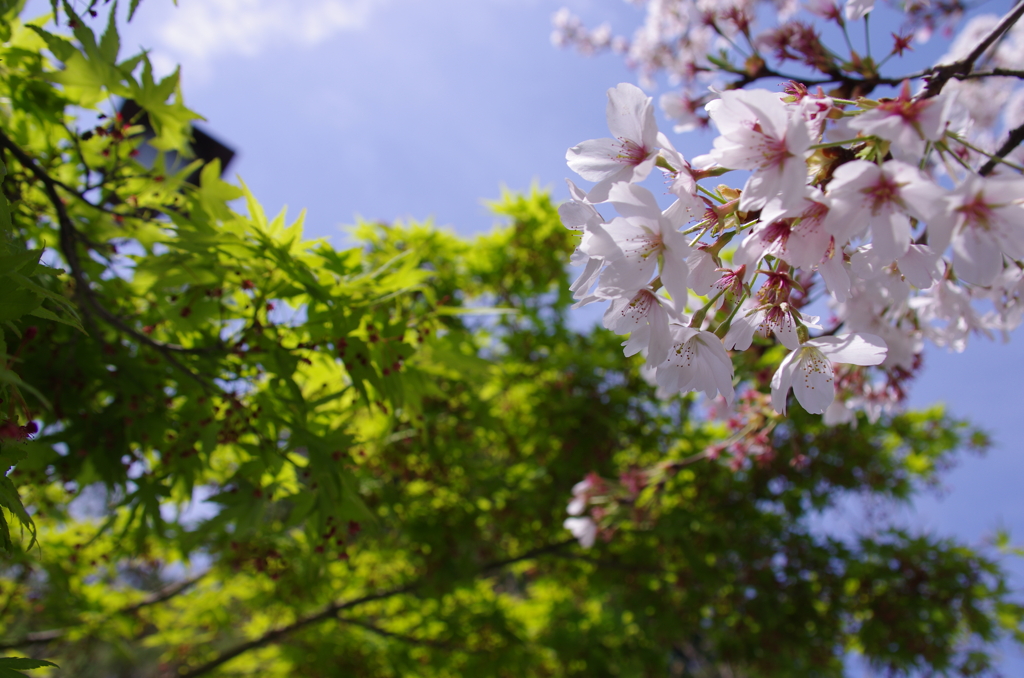 桜から新緑へ