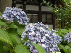 令和７年川越八幡宮の紫陽花(３)