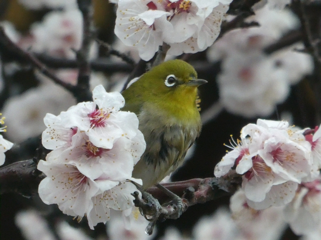 梅の花で雨宿り・・・