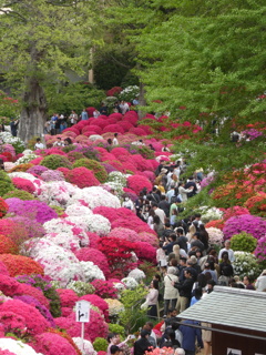 華やかなりし根津神社のつつじ(２)