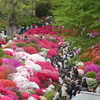 華やかなりし根津神社のつつじ(２)