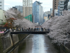 なかめ公園橋と桜