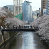 なかめ公園橋と桜