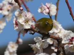 令和８年湯島天神のウメジロ(４)