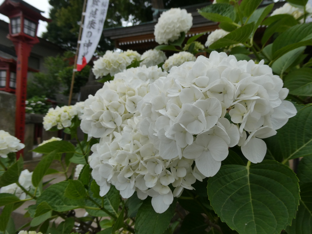 白紫陽花